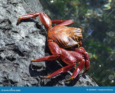 Sally Lightfoot Crab stock photo. Image of crustacean - 2850844
