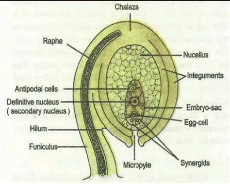 Define : Micropyle and Hilum.Show the parts Micropyle and Hilum by a ...