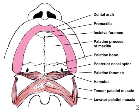 What Is Maxillary Palate at Christina Button blog