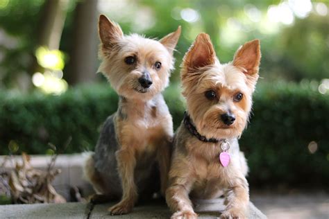 Price Unleashed: How Much are Yorkshire Terrier Puppies?