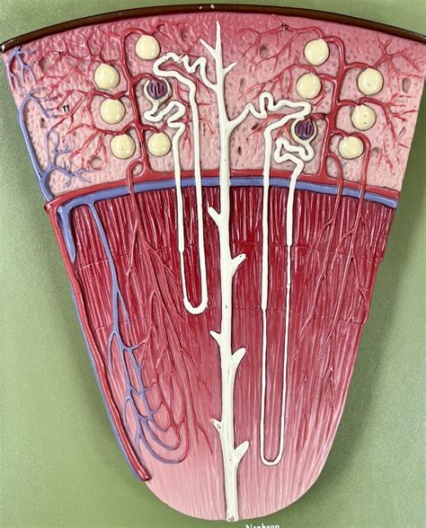 Image result for Nephron Model Project Images Using Clay