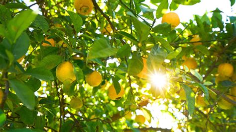 Image result for Creating Christ Book Review