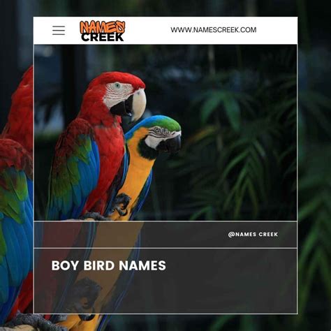 350 Unique Bird Names: A Comprehensive Guide To Naming Your Feathered ...