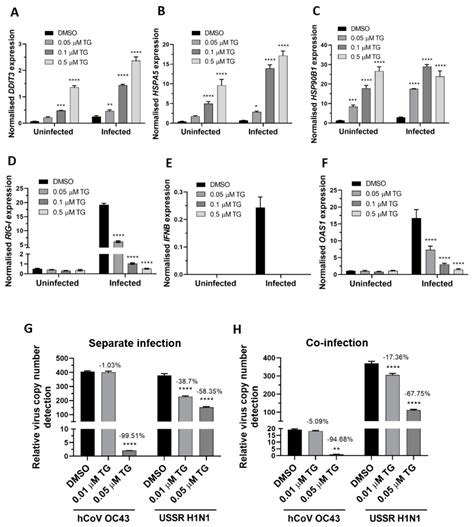 Thapsigargin Is a Broad-Spectrum Inhibitor of Major Human Respiratory ...
