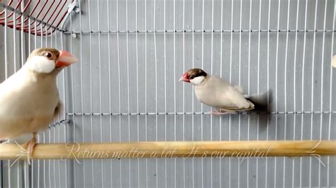 Image result for Fawn Java Sparrow