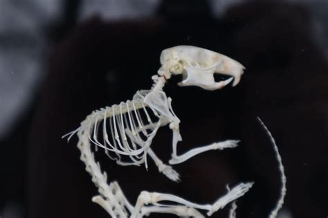 African Soft Fur Rat Articulation – Freyja's Forest