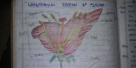 Draw a longitudinal section of a flower and label the following parts - Brainly.in