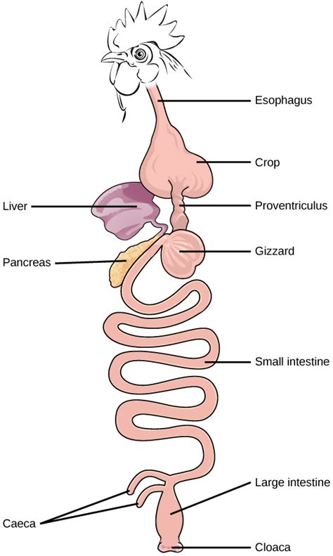Image result for Chicken Digestive System