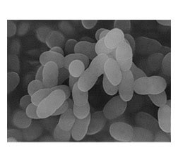 L. lactis strain Plasma Series Sales Increase 20% From January To March ...