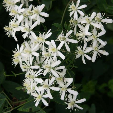 Bridal Bouquet (Poranopsis paniculata)( Flowering/Ornamental Live Plan ...