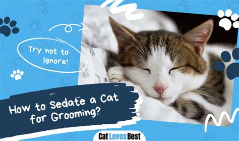 Image result for Cat Stack Sticker