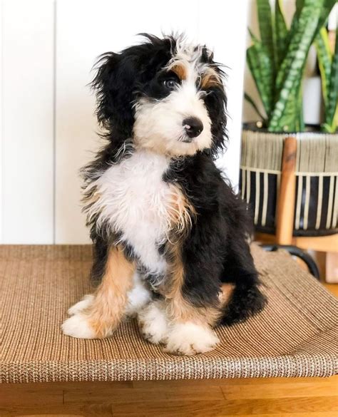 Best 13 Bernese Mountain Dog Poodle Mix (Bernedoodle) Reviewed – Artofit