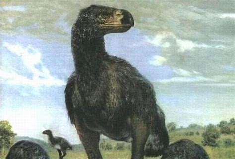 欧洲巨鸟“冠恐鸟”可能是素食者？----中国科学院南京地质古生物研究所