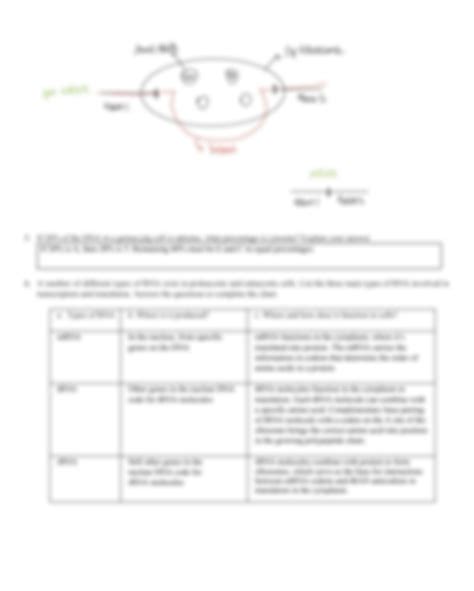 Solved Replication, Transcription and Translation Practice | Chegg.com ...