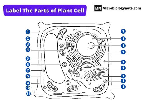 Plant Cell Structure 的图像结果