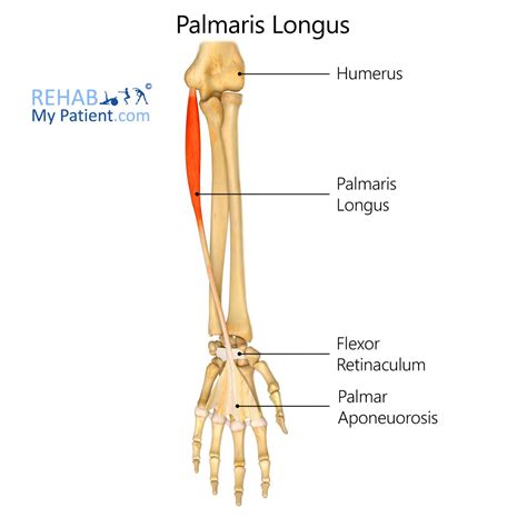 Palmaris Longus Tendon