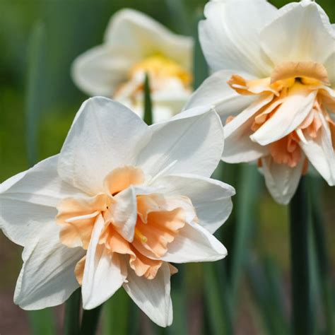 Daffodil Replete Flower Bulbs - Vibrant Blooms for Your Garden ...