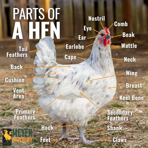Anatomy Of Hen Chicken Anatomy 101 Everything You Need To Know