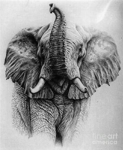 elephant drawing with trunk