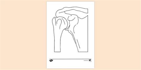 Ball and Socket Joint Colouring Sheet | Colouring Sheets