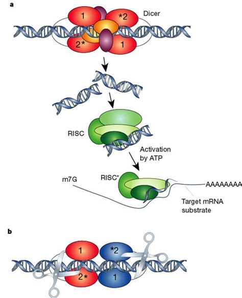 RNA Interference Diagram 的图像结果