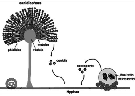 What are different types of ascus found in ascomycetes? - Brainly.in