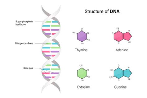 Image result for DNA Microarray Data