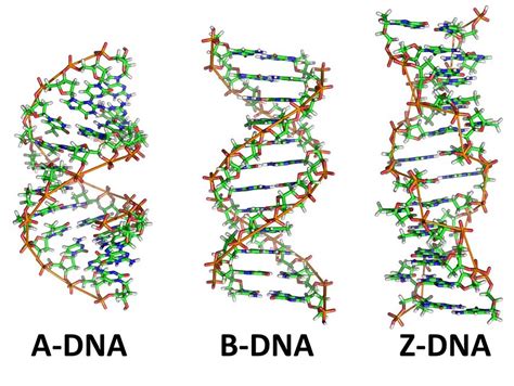 Image result for Z-DNA Function