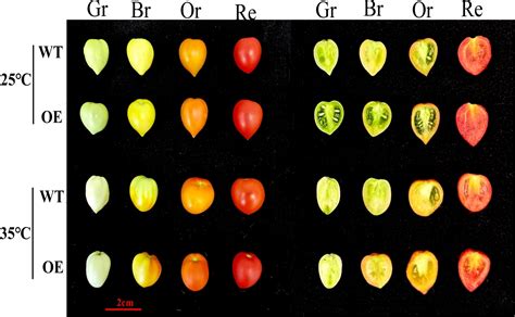 Tomato gene helps plants withstand heat, improving fruit quality