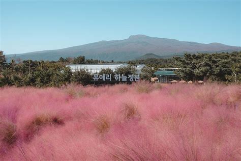Pink Grass