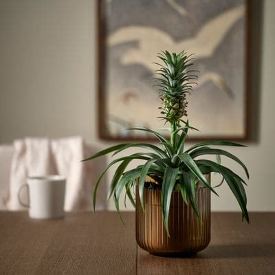 GRADVIS plant pot, in/outdoor/light brown, 12 cm (4 ¾") - IKEA