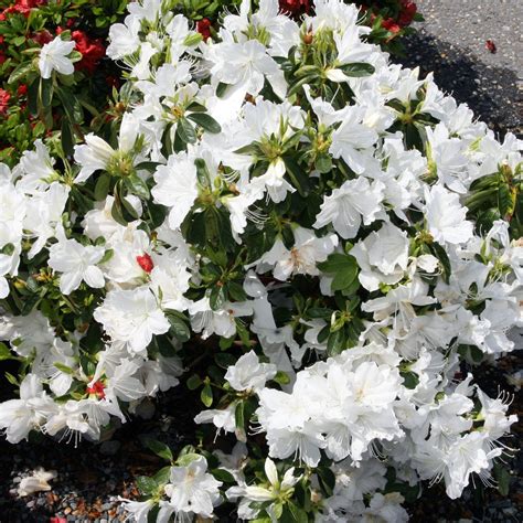 Rhododendron 'Delaware Valley White' ~ Delaware Valley White Azalea ...