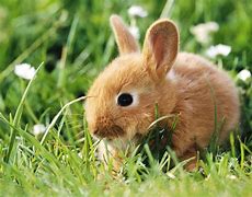 Image result for Japanese Forest Rabbit