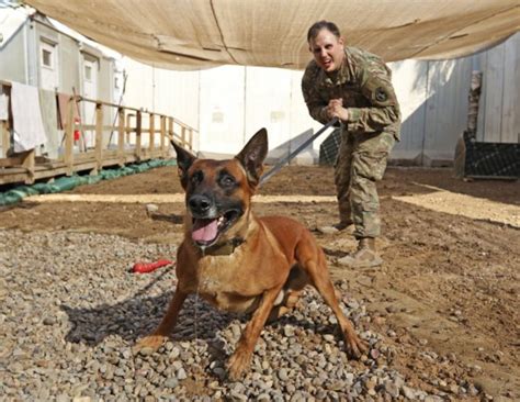 Military working dog serves in Iraq on his second deployment u003e U.S ...