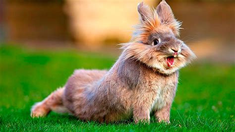 Funny rabbits compilation 2017
