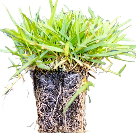 50 Zoysia Grass Plugs & Auger | Beginner's Pack: Buy Online in INDIA at ...
