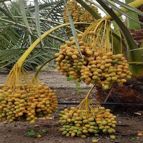 Buy Ajwa Dates Palm Arabian Khurma Khajoor Dwarf Fruit Plant at Lowest ...