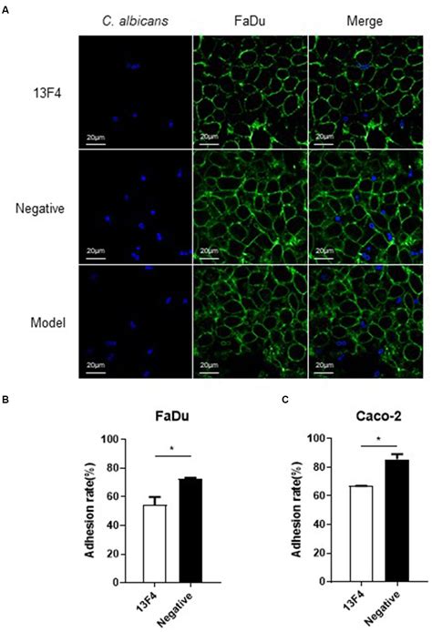 Frontiers | Ssa1-targeted antibody prevents host invasion by Candida albicans