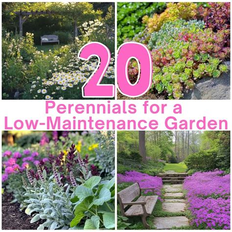 Low Maintenance Perennials