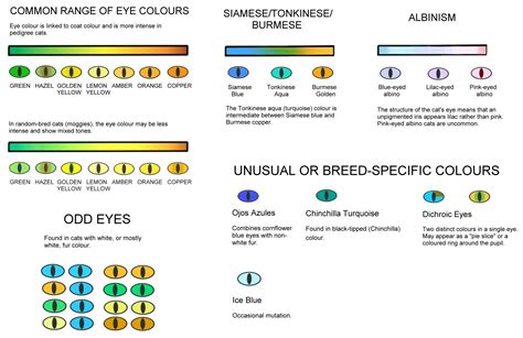 Cat Eye Color Chart - Educational Chart Resources