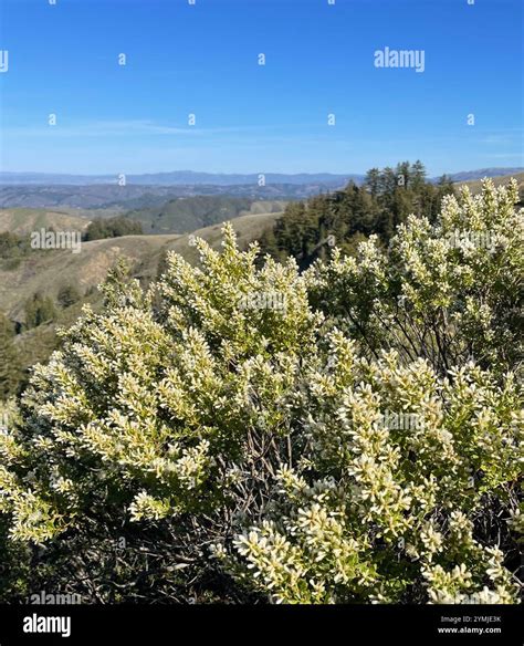 coyote brush (Baccharis pilularis Stock Photo - Alamy