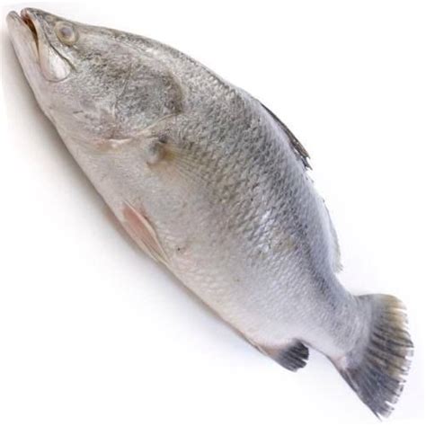 Frozen Bhetki Fish Manufacturer Exporter Supplier from Baleshwar India