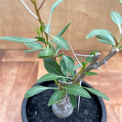 Fouquieria columnaris【フォークイエリア・観峰玉】 | RIMO'S GREEN 【Saboten & Succulent】