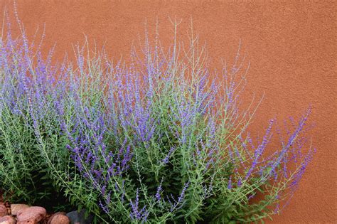 Plant Russian Sage for a Boost of Fall Color - Birds and Blooms