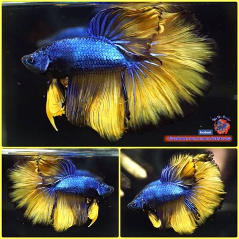 Image result for Betta Fish Compatibility