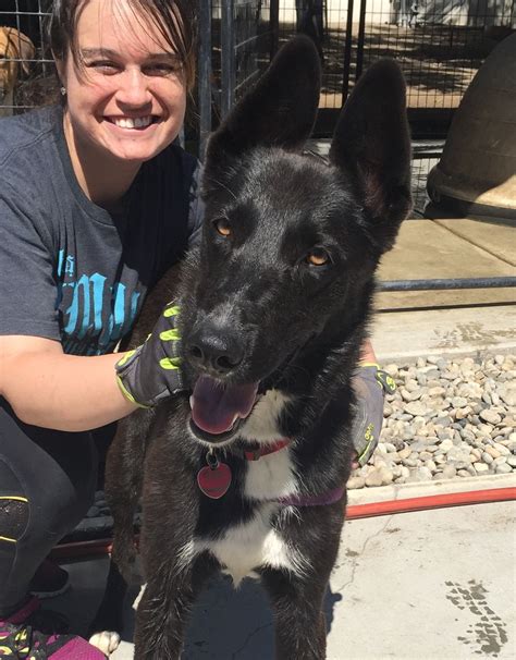 Craigslist Fresno Visalia Pets - Pet Spare