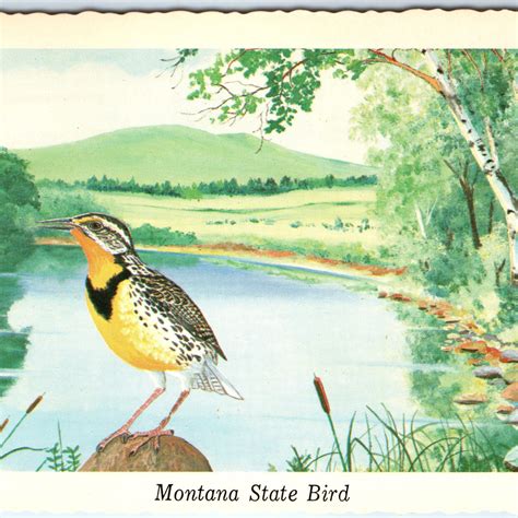 1968 MT Montana State Bird Western Meadowlark River Ken Haag Painting ...