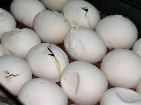 Image result for Burmese Python Hatching