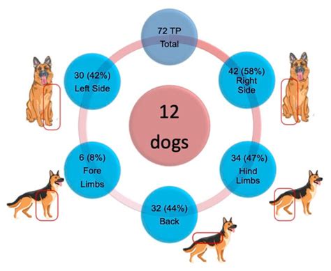 Location of Trigger Points in a Group of Police Working Dogs: A ...