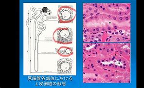 Image result for genitourinary 泌尿生殖的